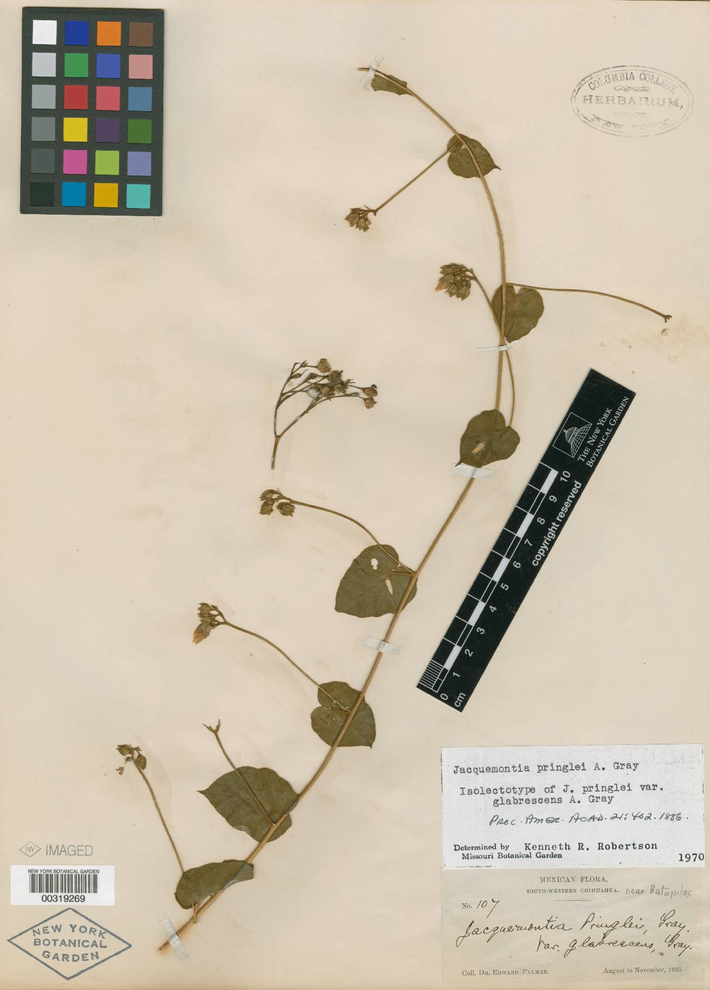 Jacquemontia pringlei var. glabrescens image