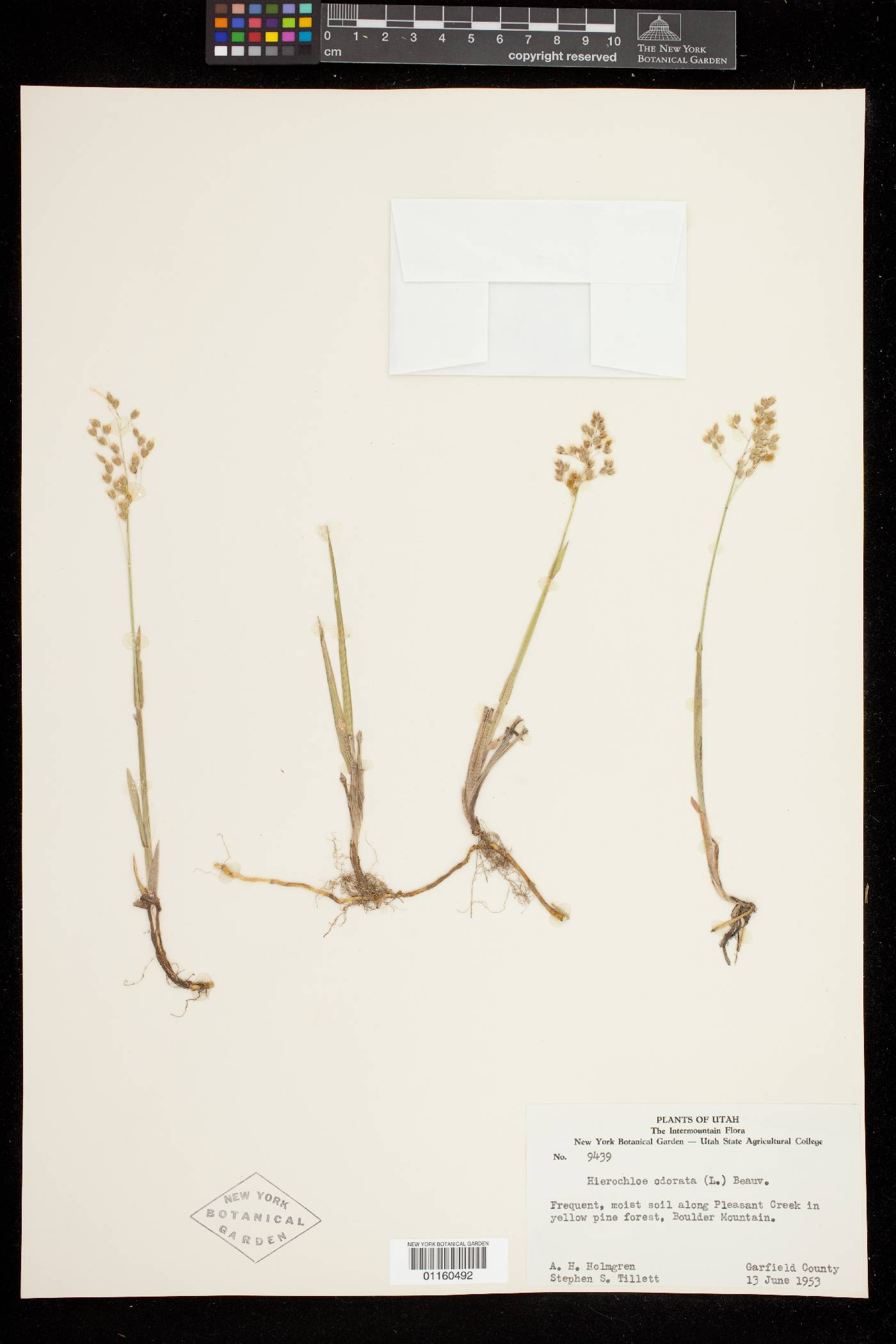 Anthoxanthum nitens image