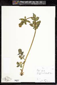 Valeriana occidentalis image