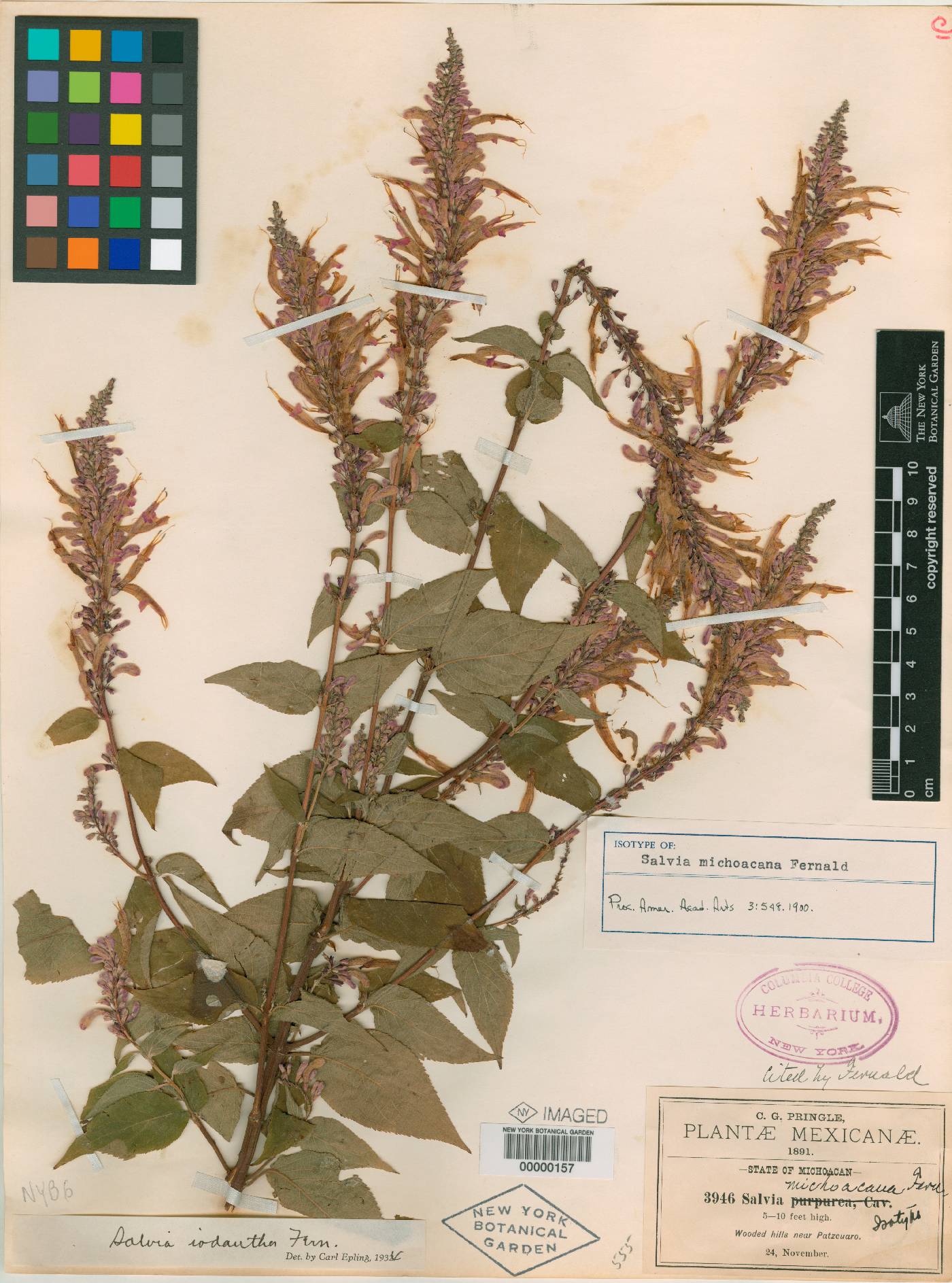 Salvia iodantha image