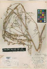 Astragalus platycarpus image