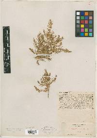 Glaux acutifolia image