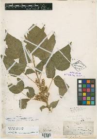 Toxicodendron laetevirens image