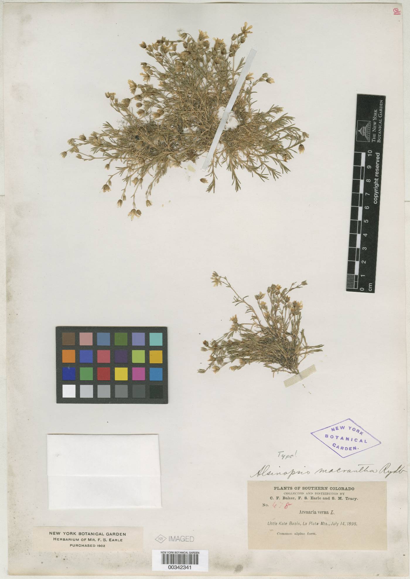 Alsinopsis macrantha image