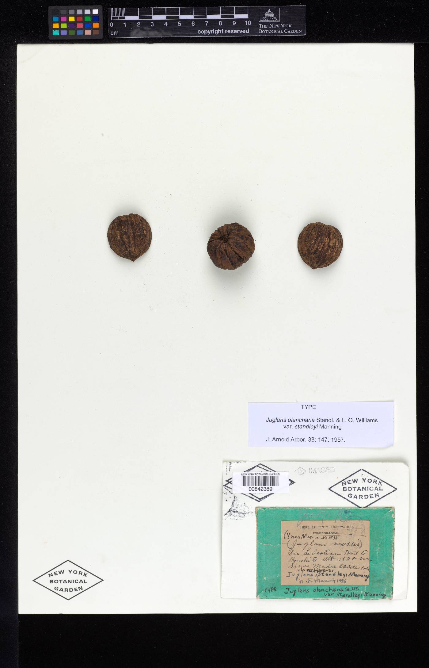 Juglans olanchana var. standleyi image