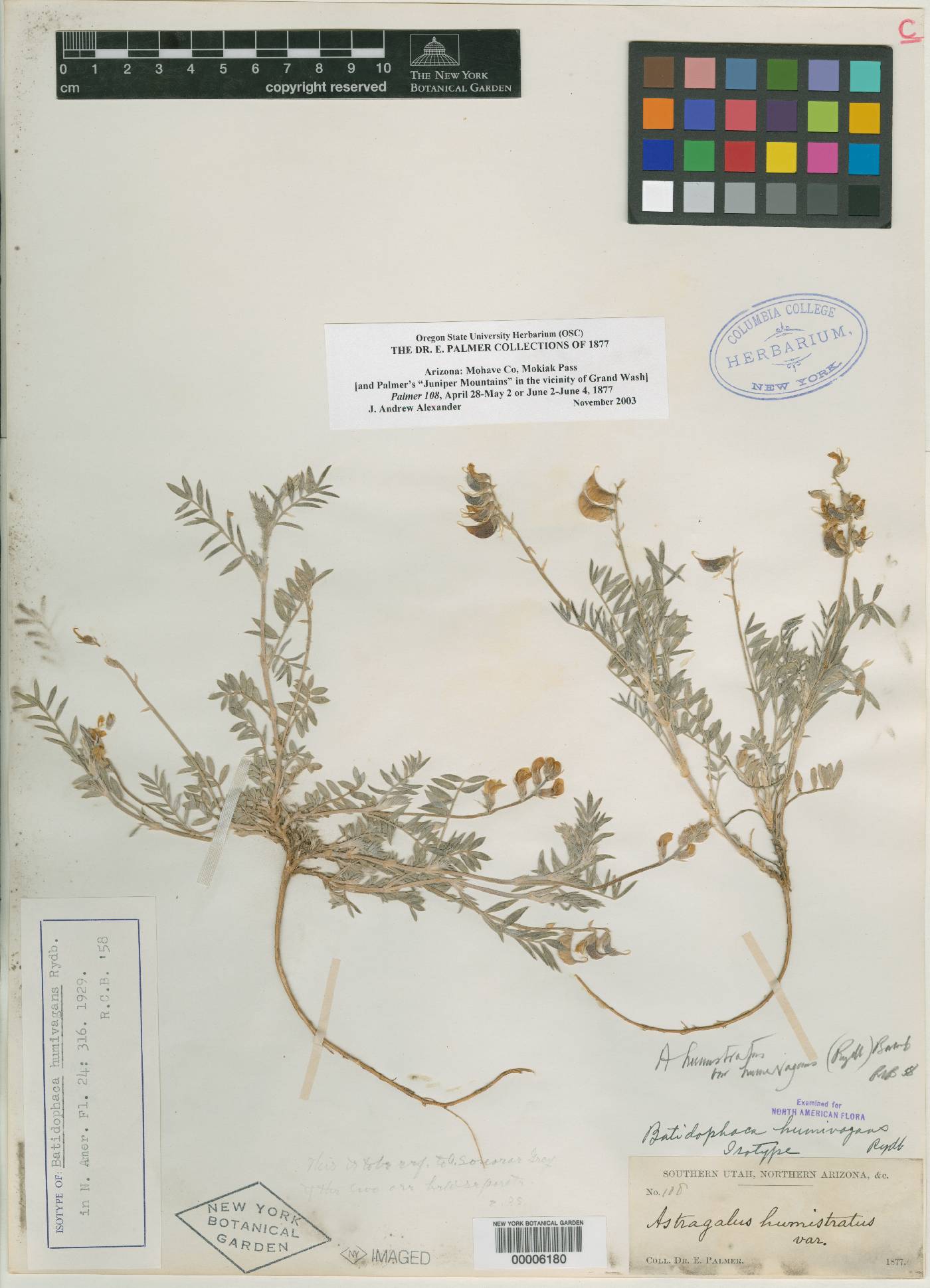 Batidophaca humivagans image