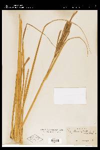 Spartina cynosuroides image