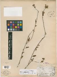 Celosia palmeri image