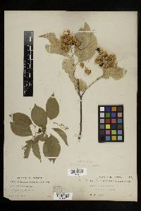 Celastrus scandens image