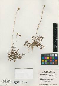 Cosmos deficiens image