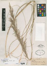 Muhlenbergia speciosa image