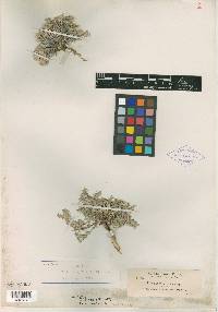 Phlox hoodii subsp. lanata image
