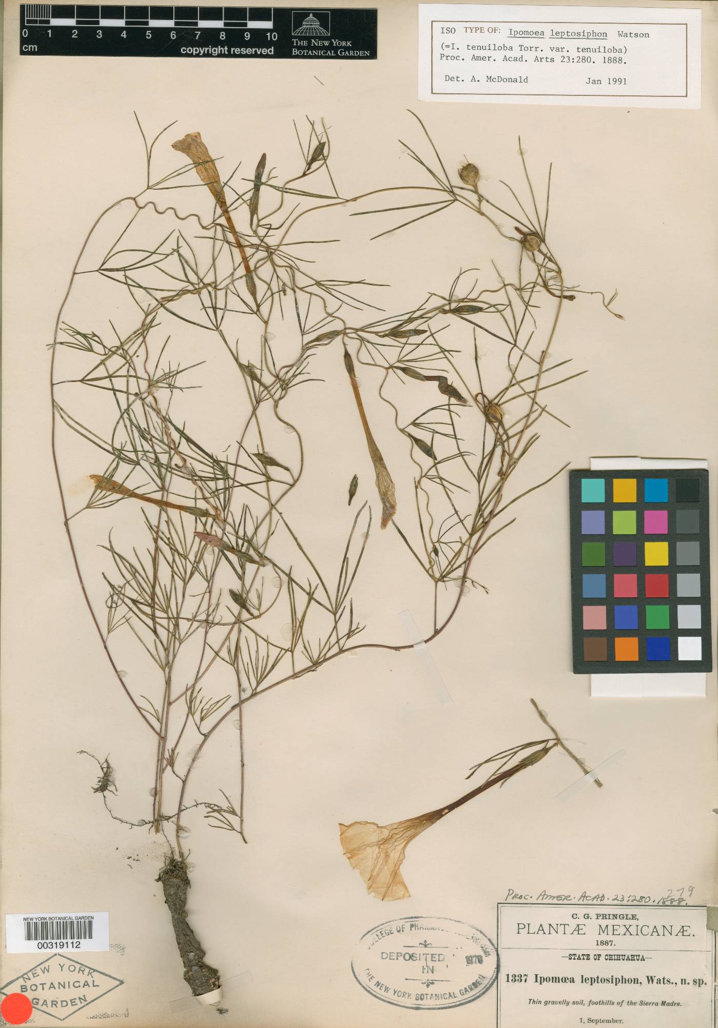 Ipomoea leptosiphon image