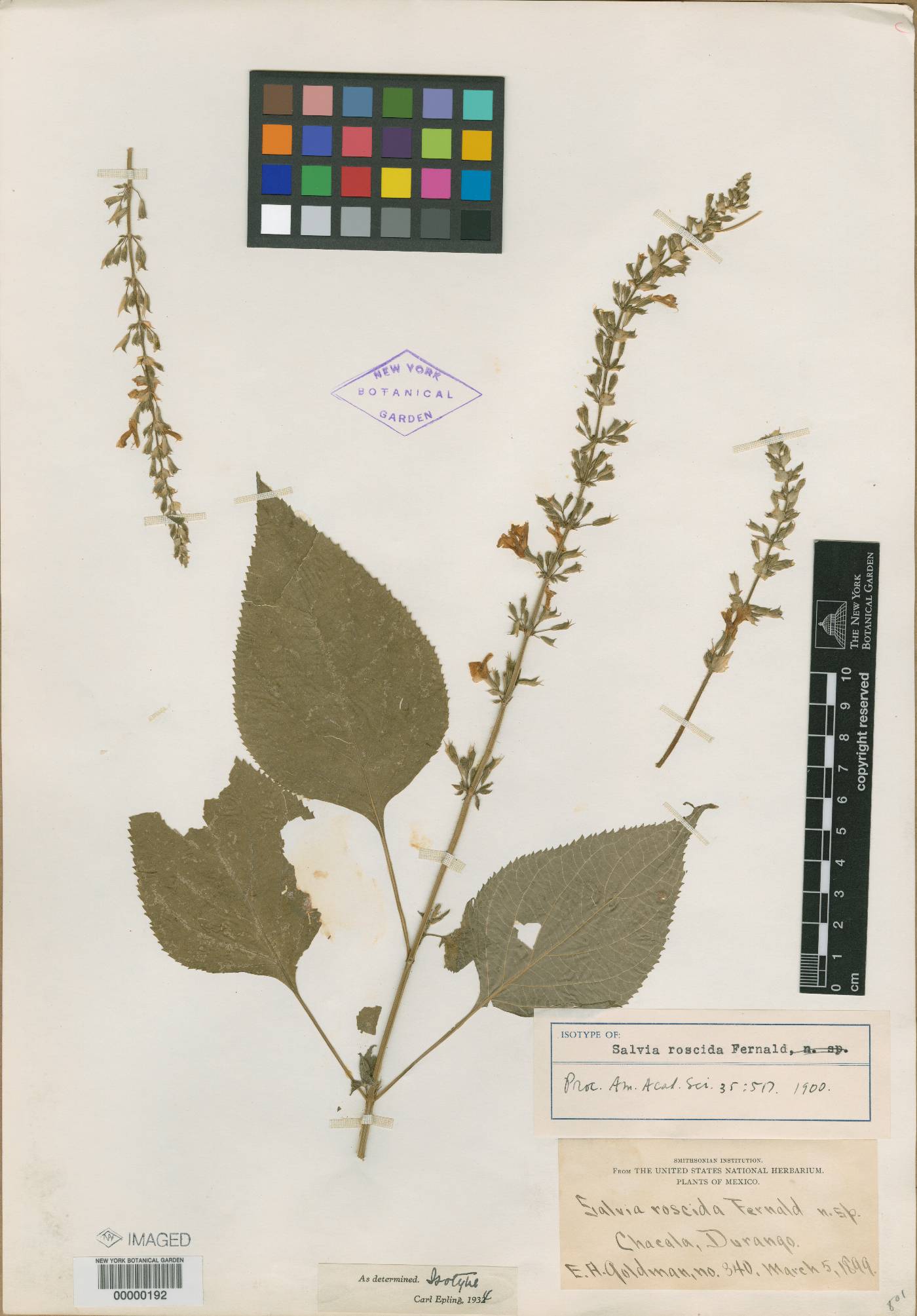 Salvia roscida image