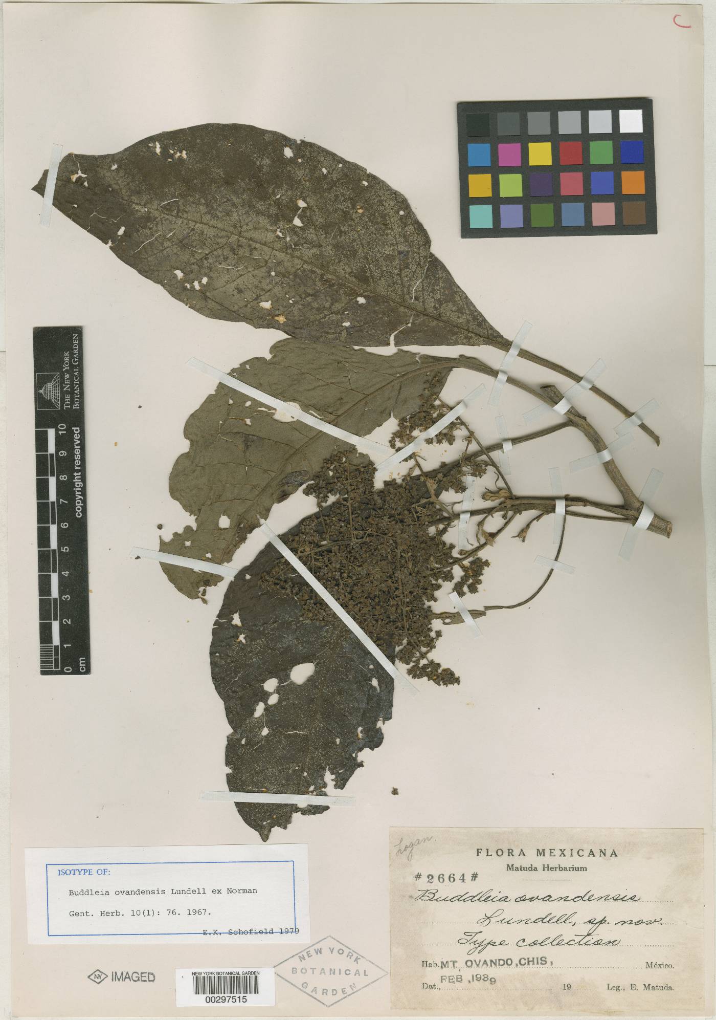 Buddleja cordata subsp. ovandensis image