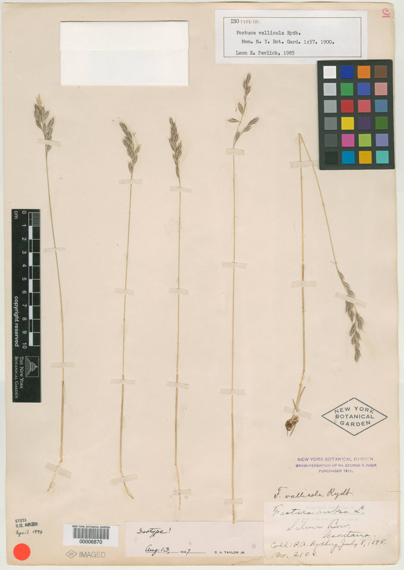 Festuca vallicola image