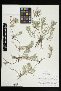 Plagiobothrys mollis image