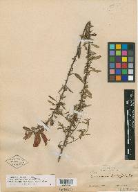 Lamourouxia longiflora image