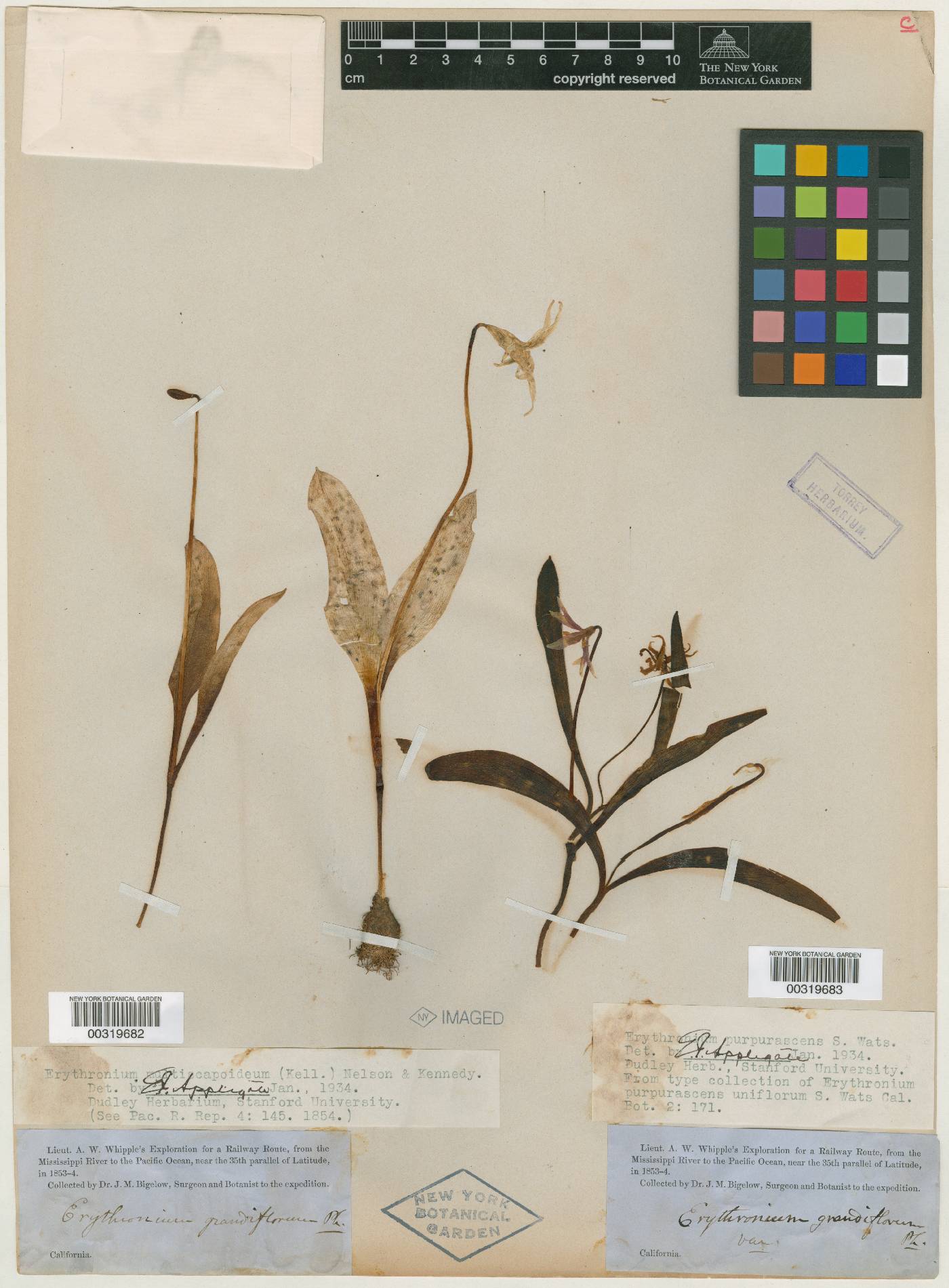 Erythronium purpurascens var. uniflorum image