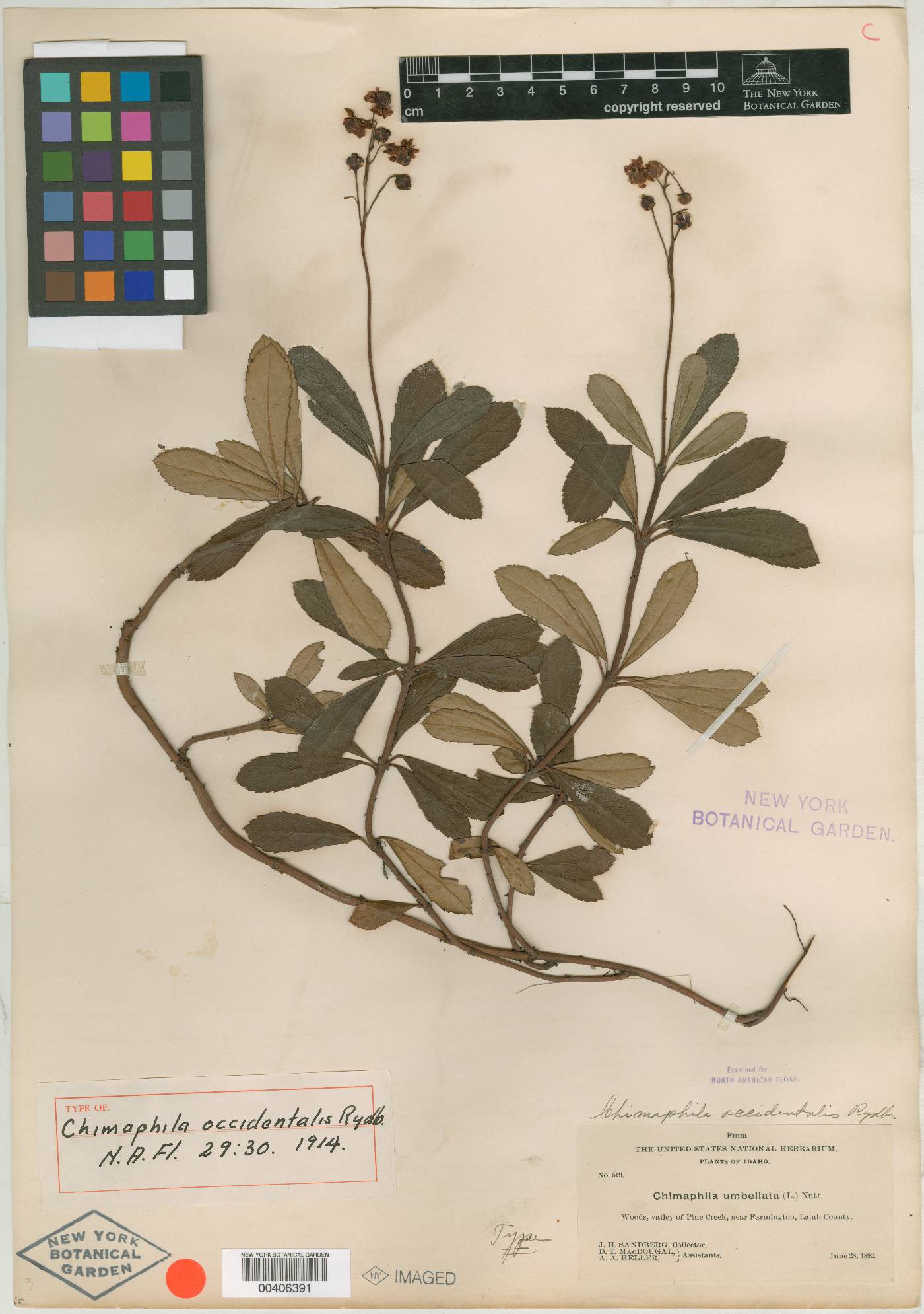 Chimaphila occidentalis image
