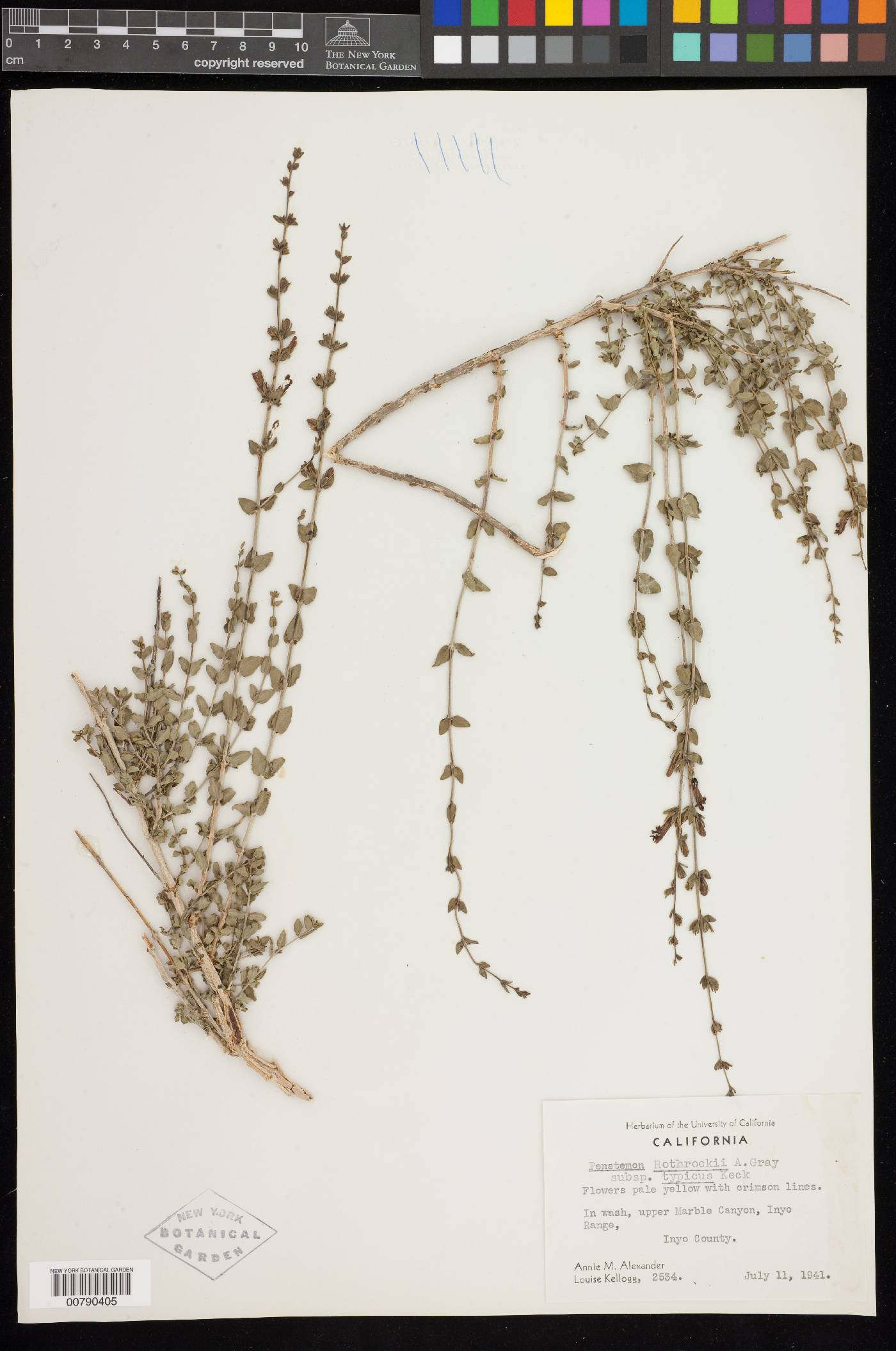 Keckiella rothrockii image