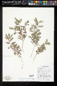 Chamaecrista nictitans var. leptadenia image