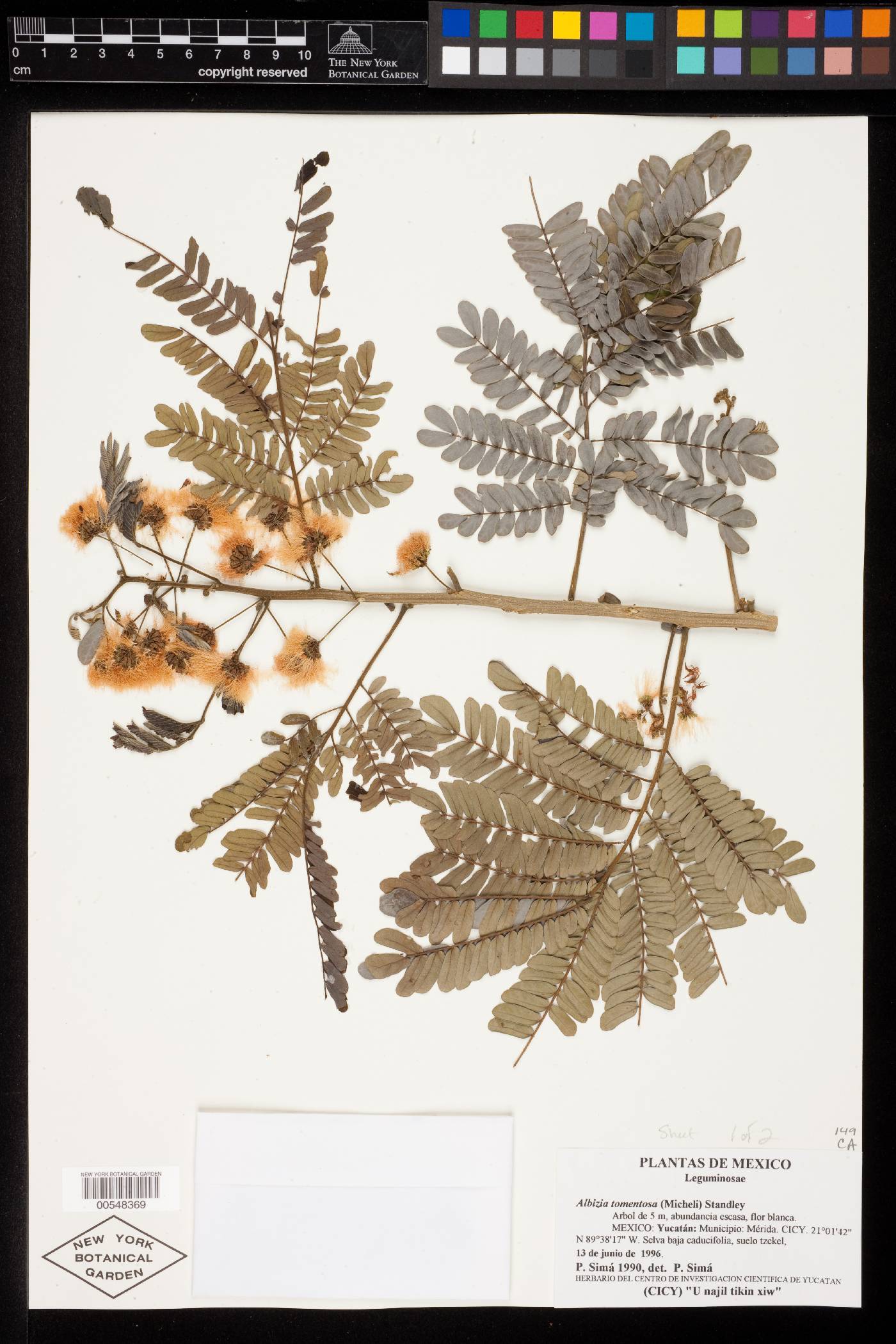 Albizia tomentosa image