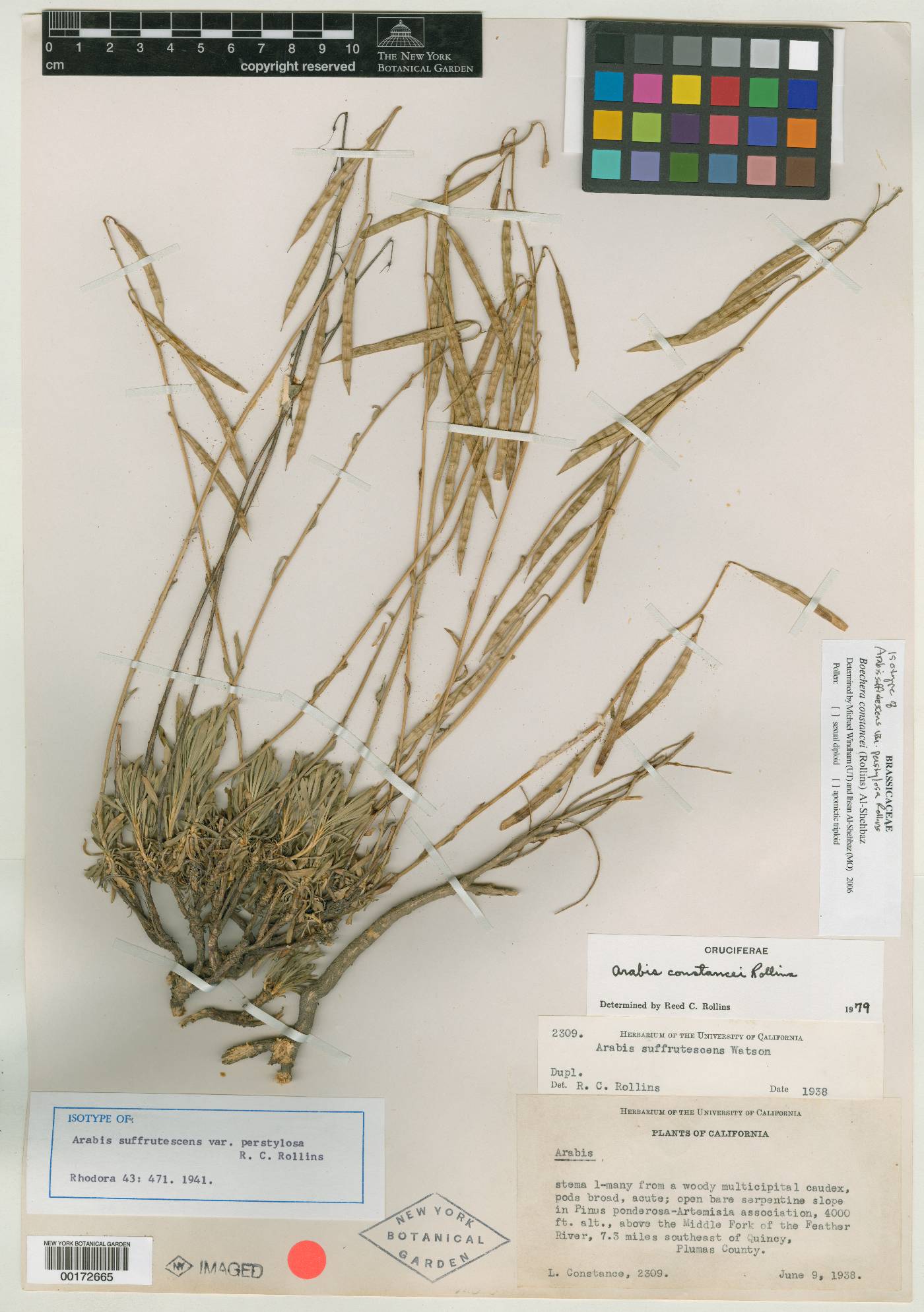 Arabis suffrutescens var. perstylosa image