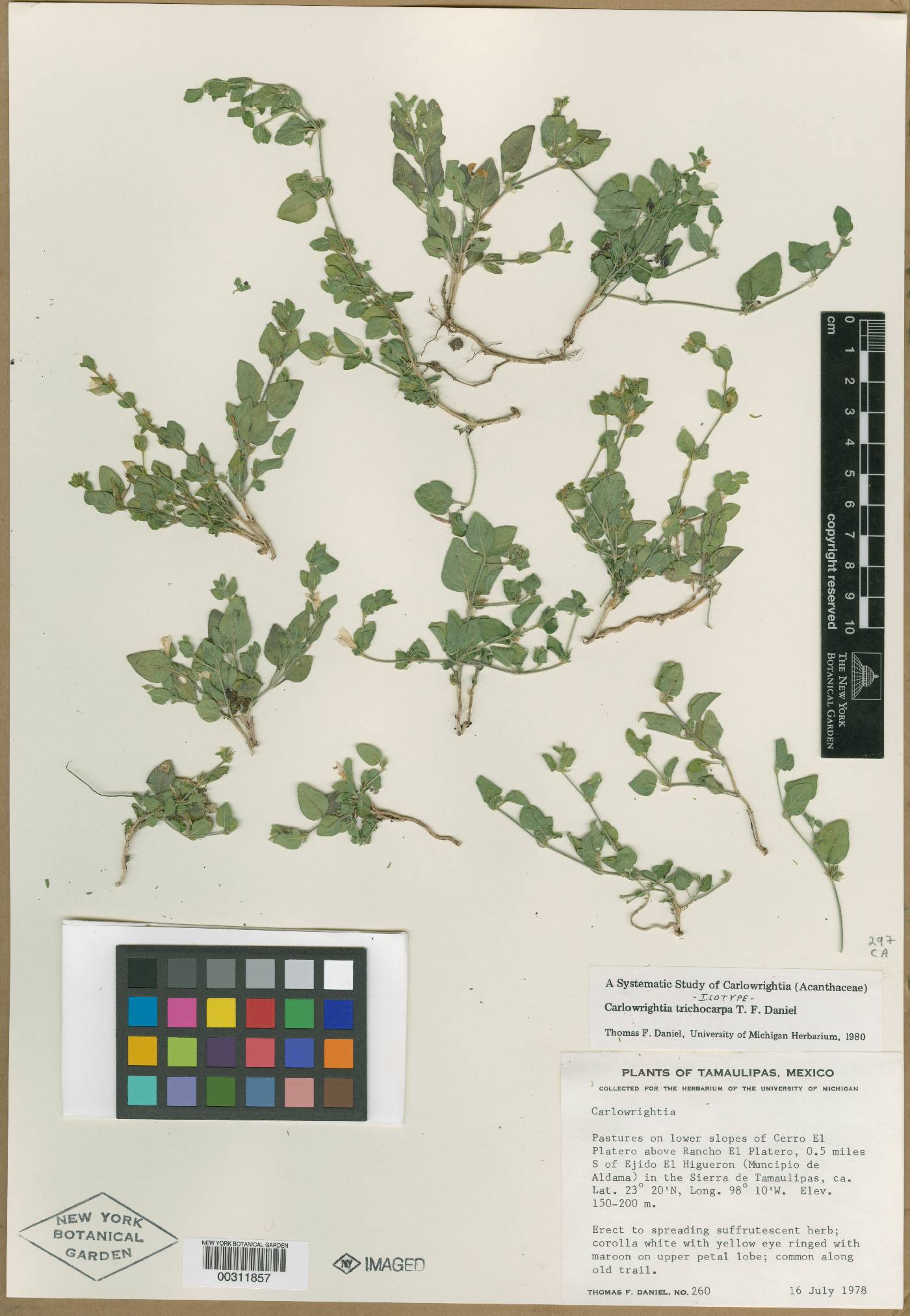 Carlowrightia trichocarpa image