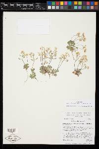 Draba pedicellata image