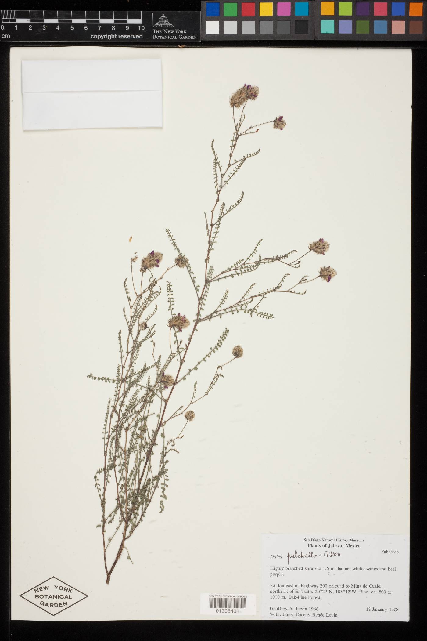 Dalea pulchella image