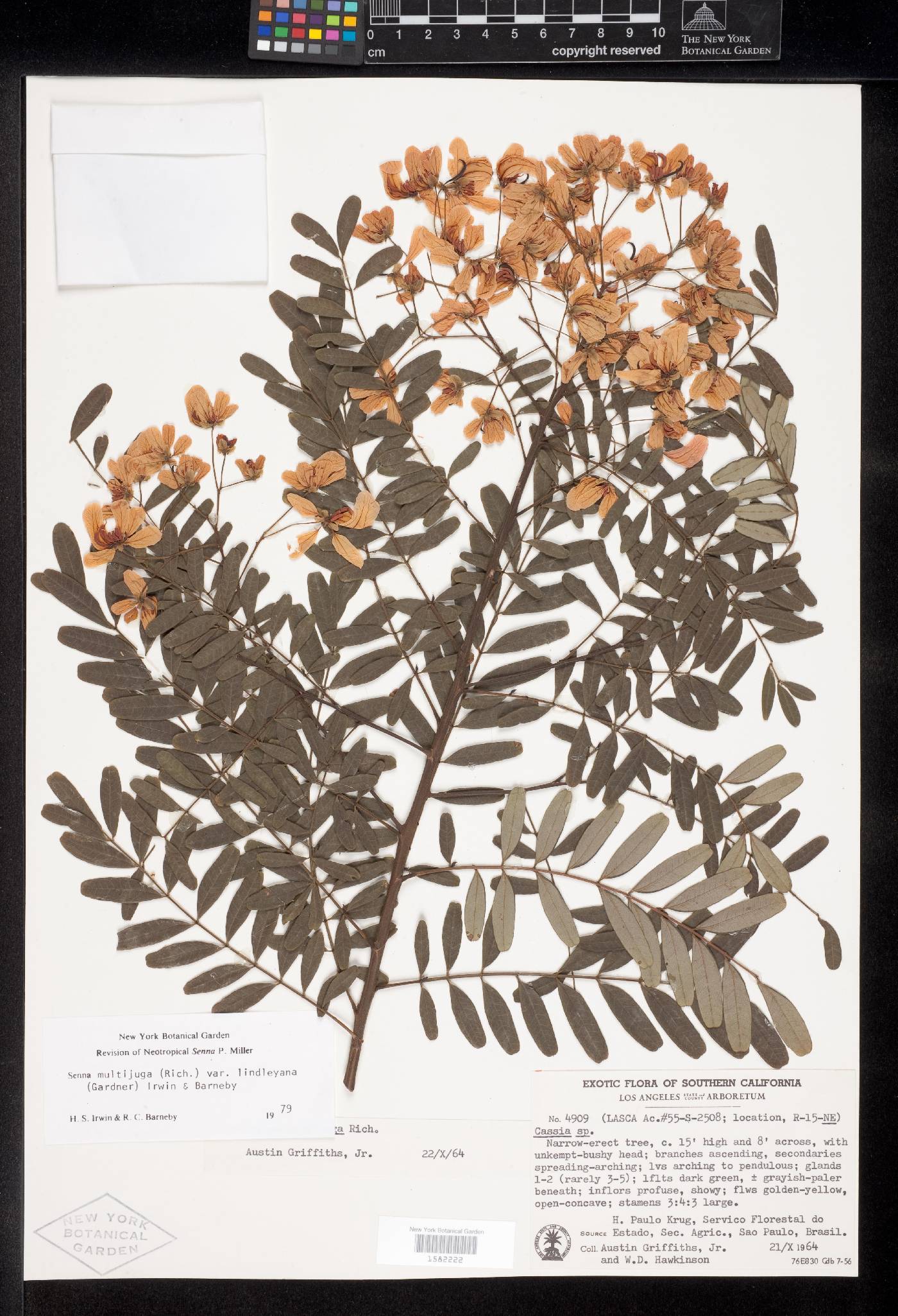 Senna multijuga var. lindleyana image