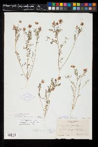 Astragalus tener var. ferrisiae image