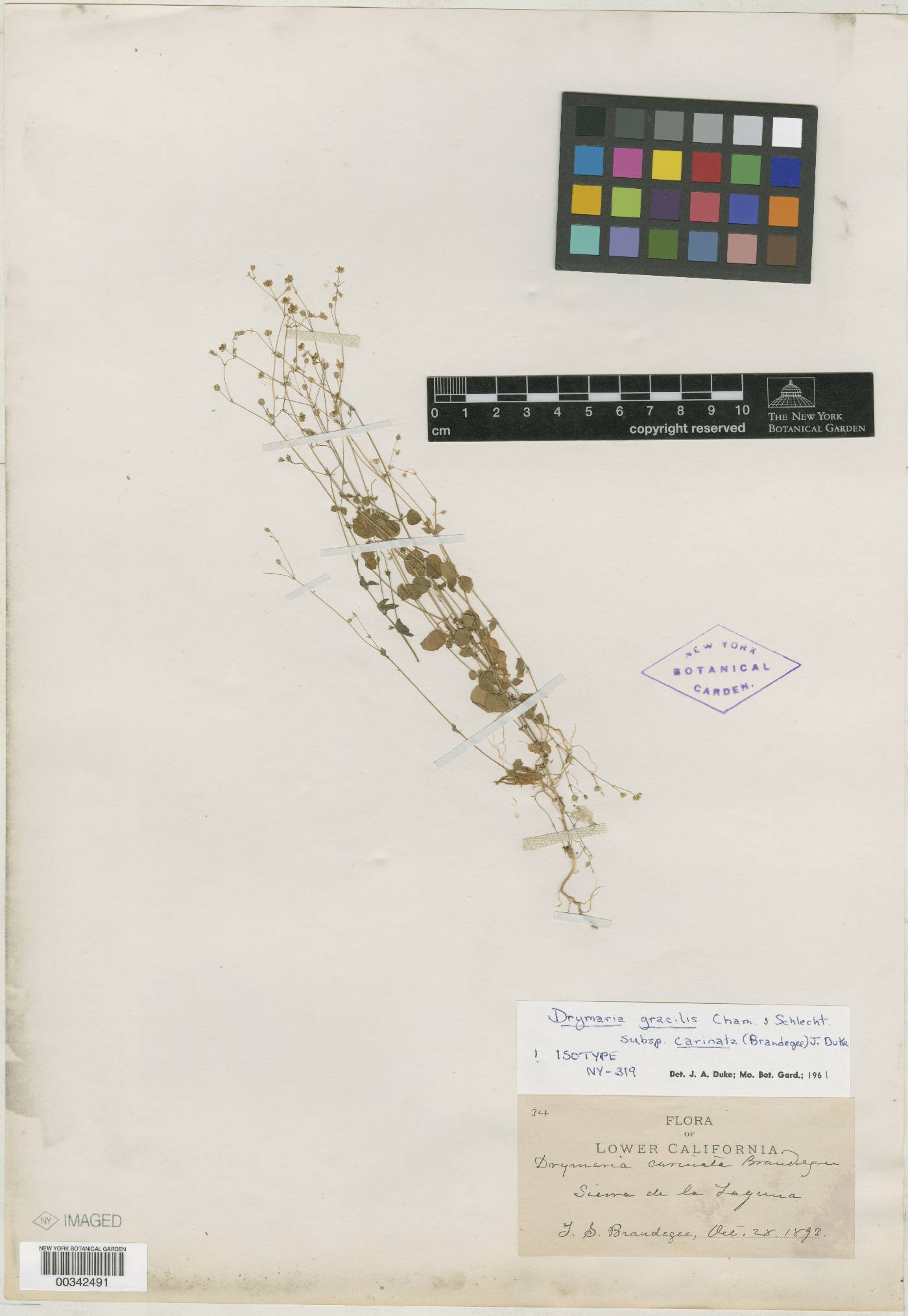 Drymaria gracilis subsp. carinata image