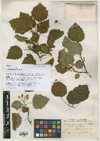 Crataegus gravis image