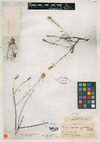 Image of Porophyllum pinifolium