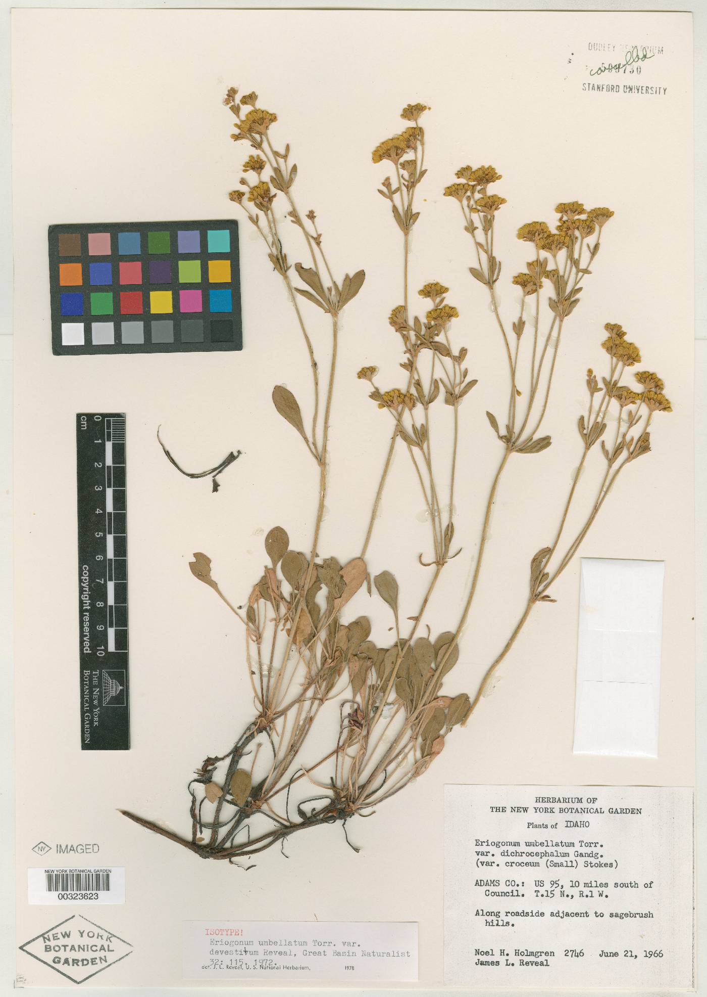 Eriogonum umbellatum var. devestivum image