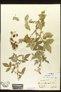 Solanum polyadenium image