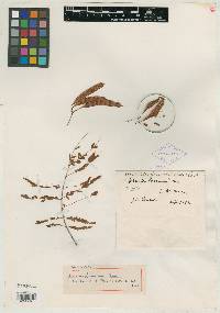 Acacia angustissima var. shrevei image
