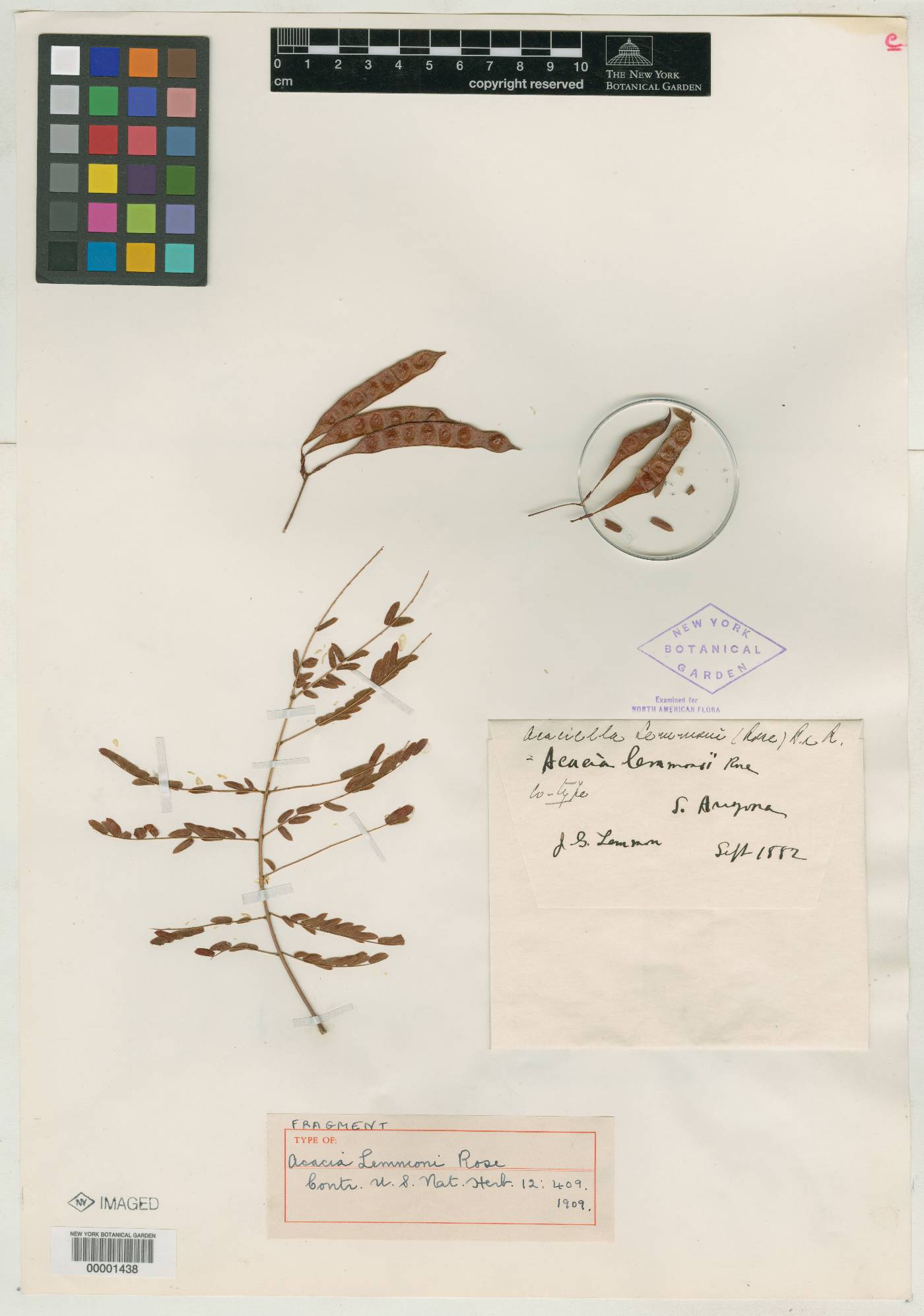 Acacia angustissima var. shrevei image