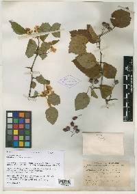 Crataegus gravis image