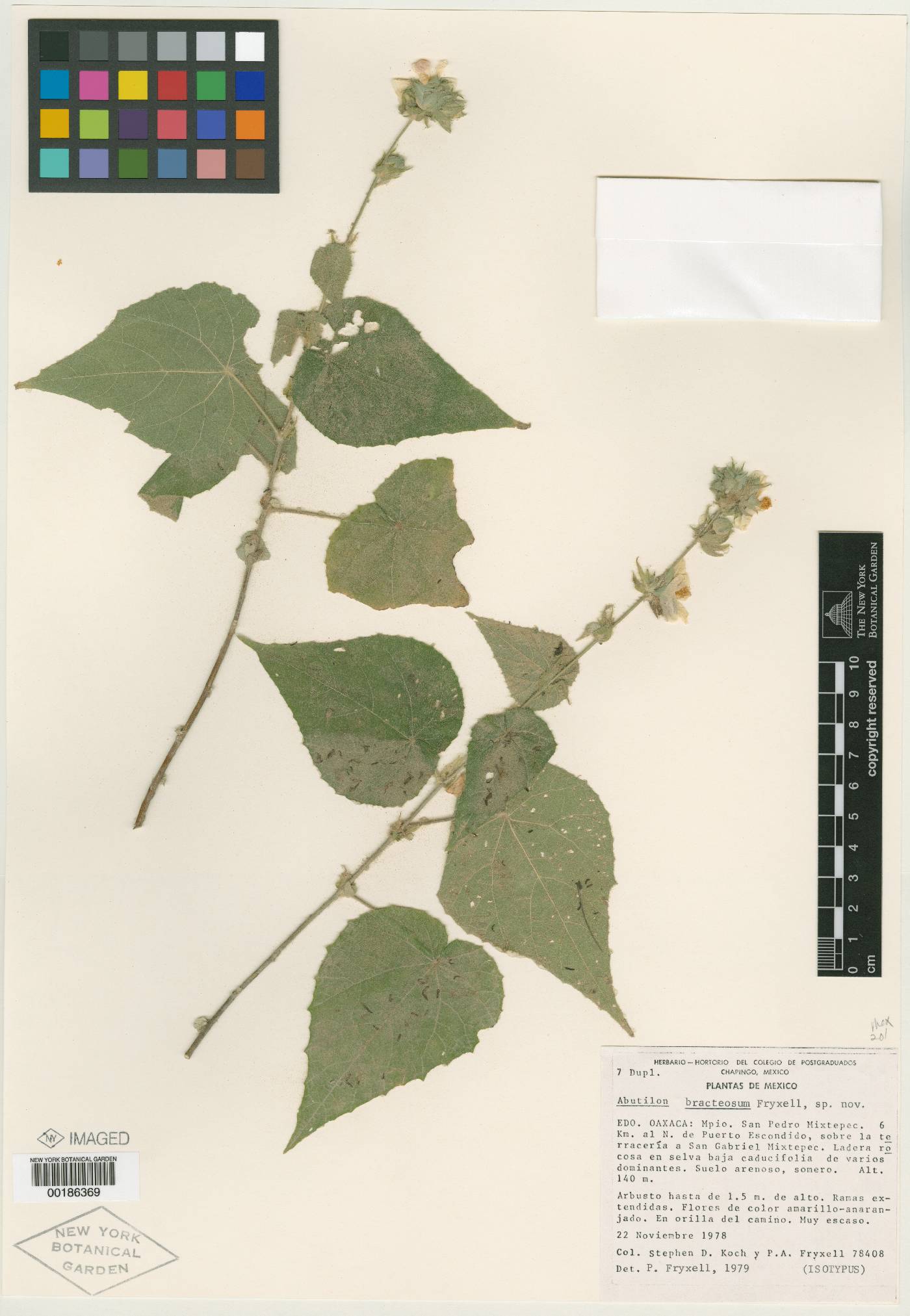 Abutilon bracteosum image