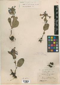 Mertensia longiflora var. pulchella image