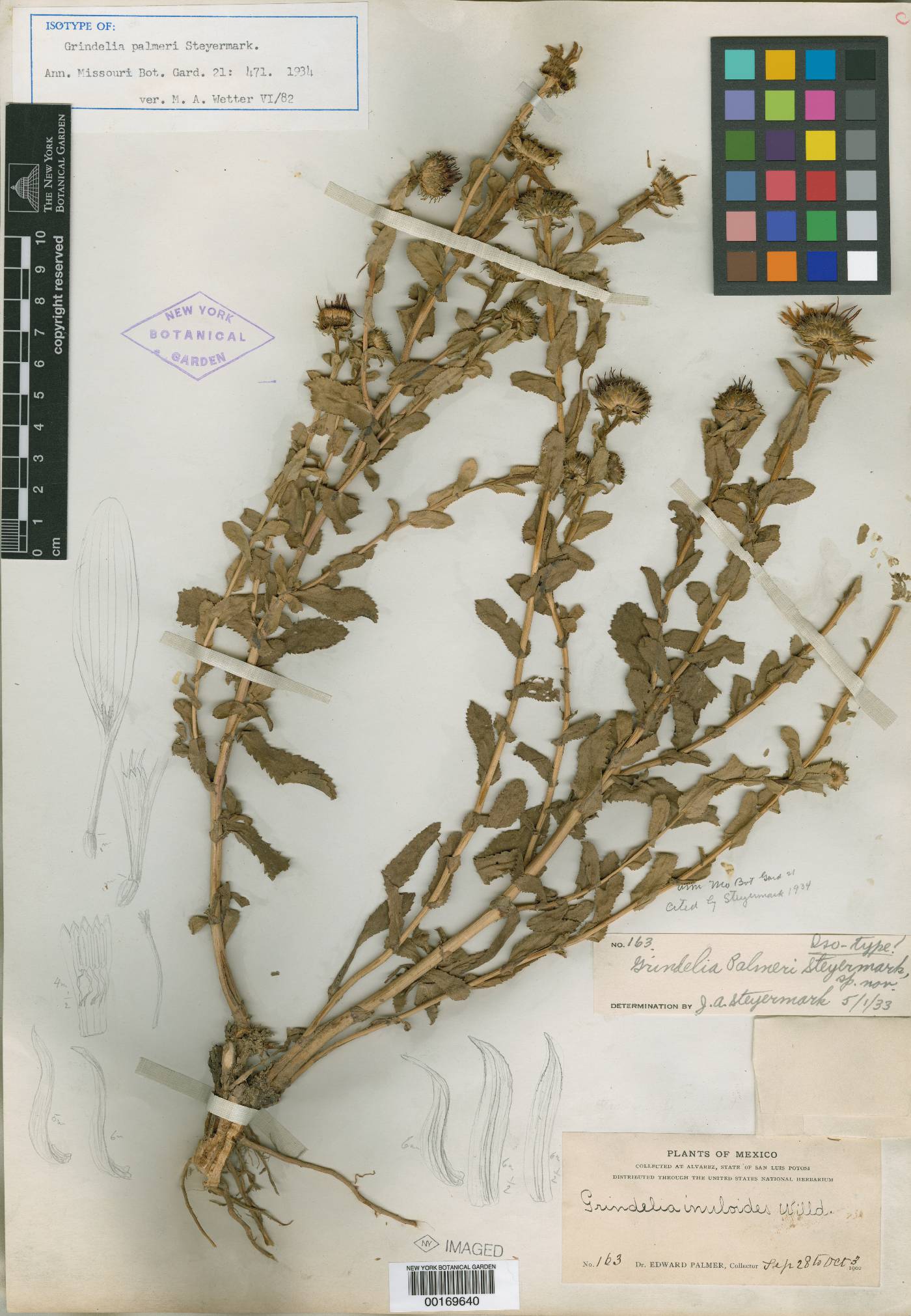Grindelia palmeri image