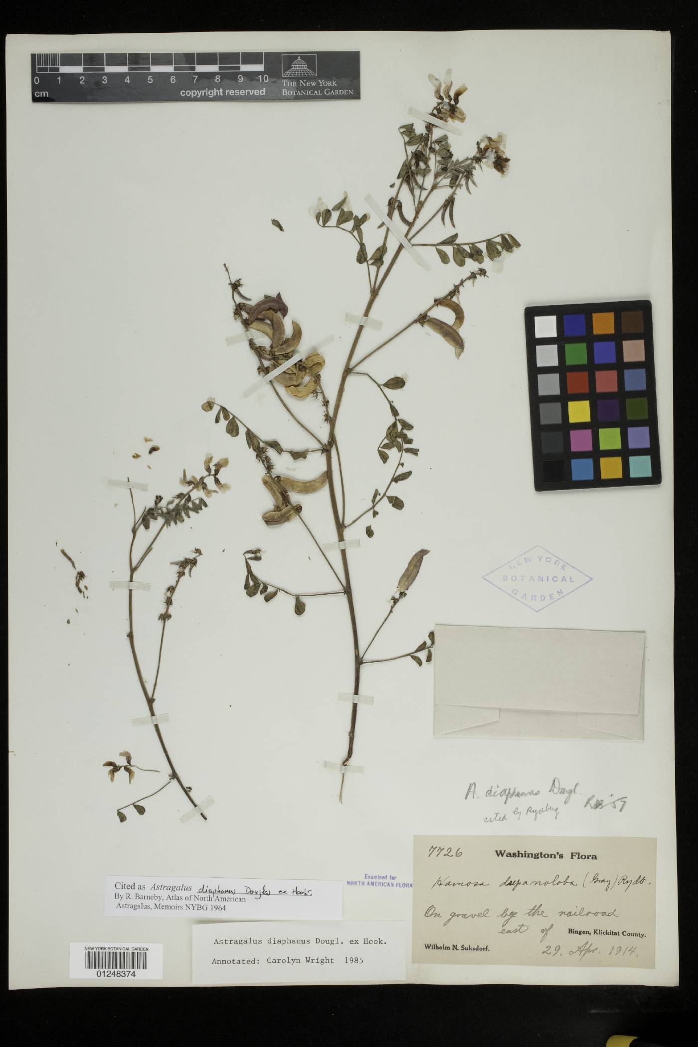 Astragalus diaphanus image
