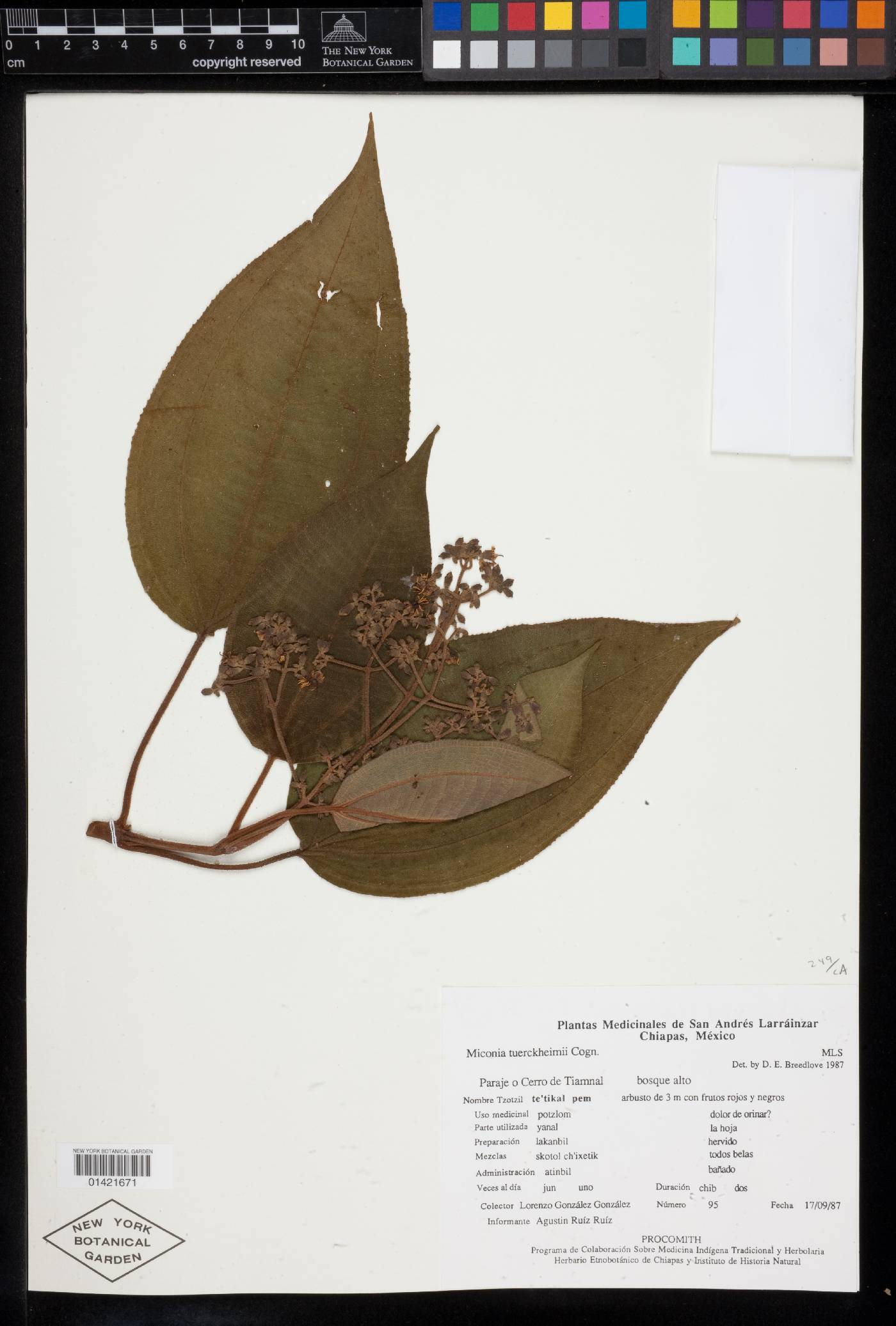 Miconia tuerckheimii image