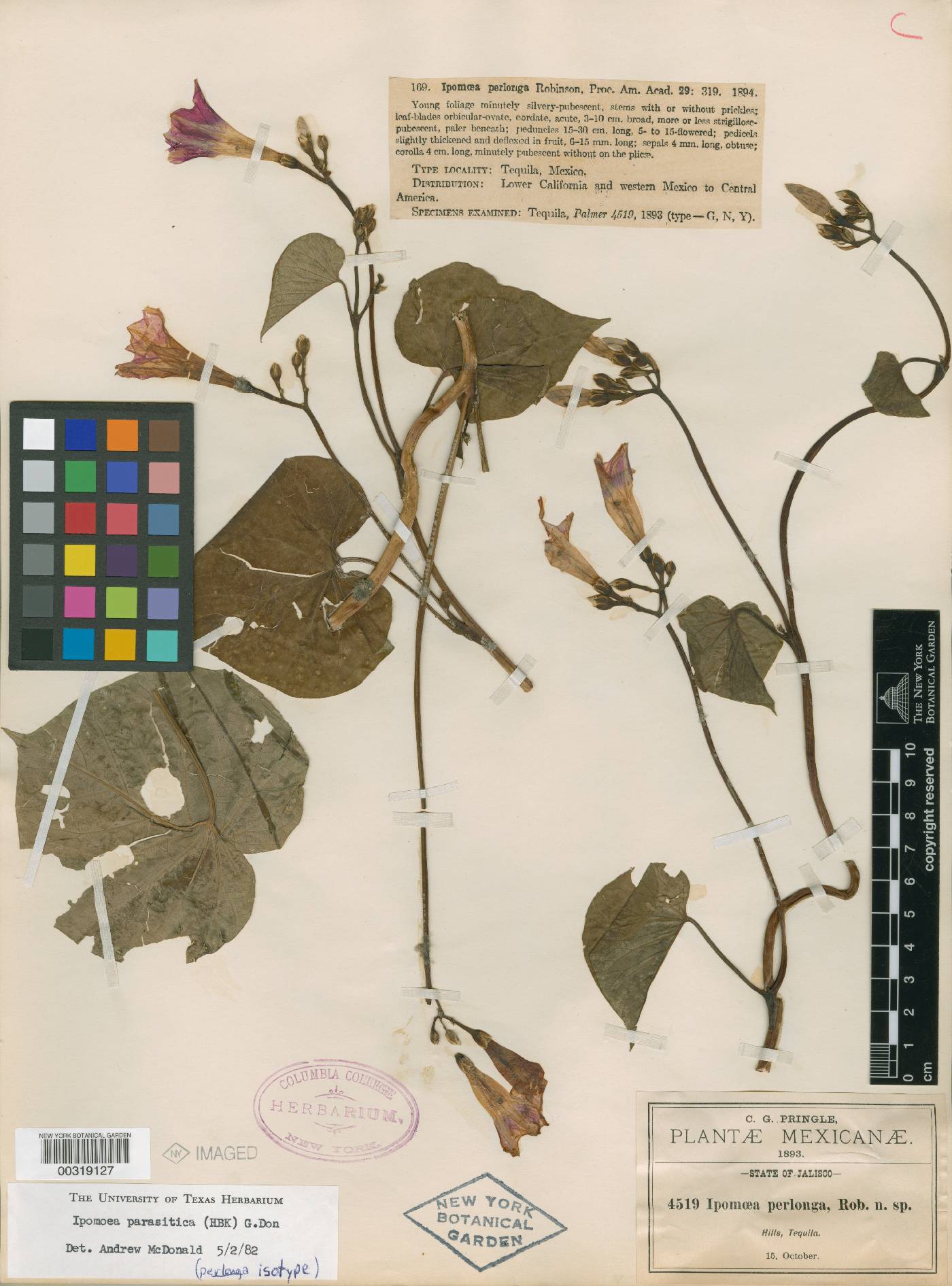 Ipomoea perlonga image