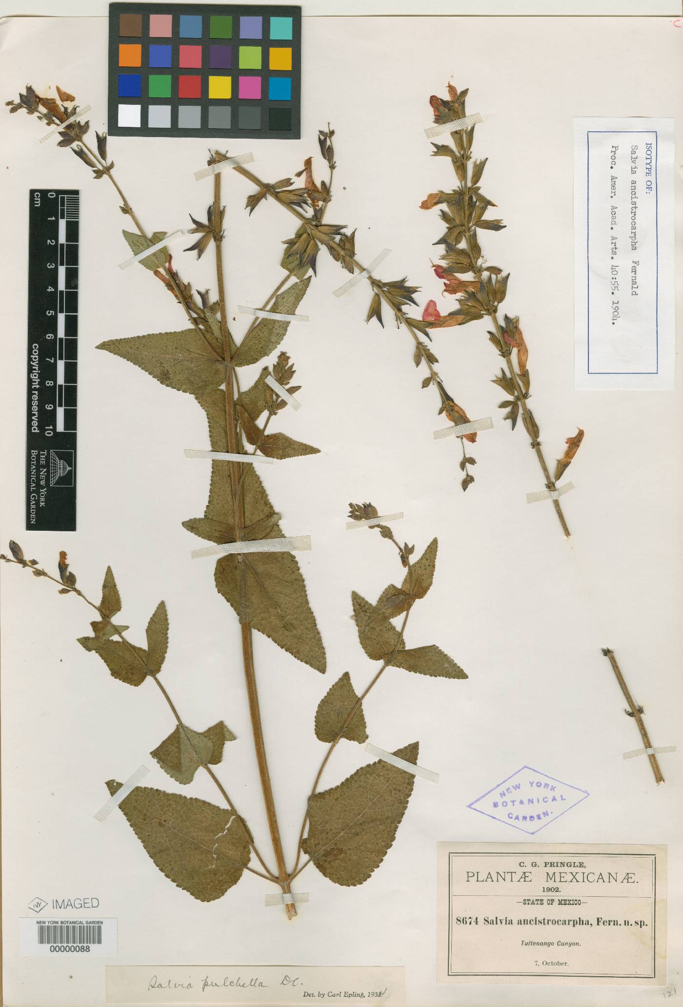 Salvia pulchella image