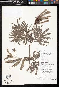 Calliandra houstoniana var. acapulcensis image