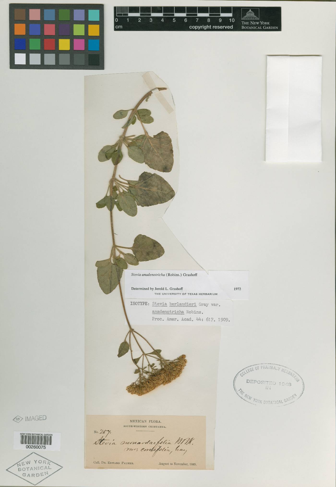 Stevia anadenotricha image